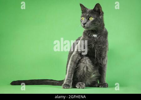 A young gray cat with a humorous pose on a green studio backdrop.
