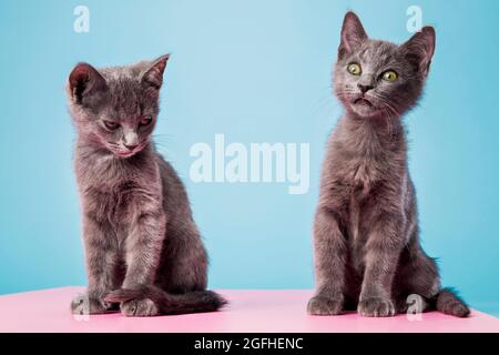 Two gray kittens sitting side-by-side on a studio backdrop with comical expressions. Stock Photo