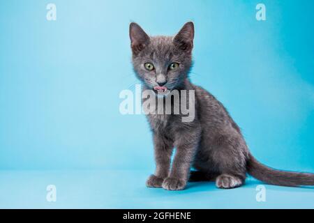 A gray Russian Blue kitten looking on a light blue studio backdrop looking directly at camera, licking his lips.