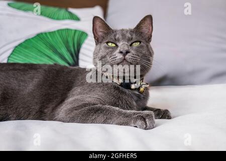 A young gray Russian Blue cat on an outdoor sofa looking at camera in with a relaxed, content expression. Stock Photo