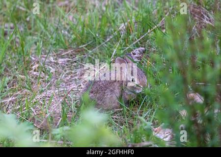 Rabbit hiding in the green weeds Stock Photo - Alamy