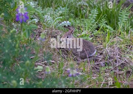 small brown bunny rabbit sitting in weedy patch in spring Stock Photo