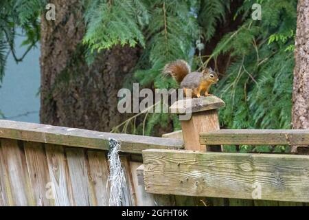small fuzzy red chipmunk standing on an old wooden fence post Stock Photo