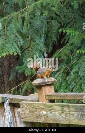 small fuzzy red chipmunk standing on an old wooden fence post Stock Photo