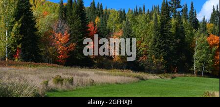A landscape of a mixed forest on a sunny day in Canada, with dried weeds and green grass in the foreground. Stock Photo