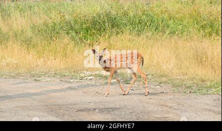 A baby white-tailed deer with white spots is crossing a road in a grass filled area. Stock Photo