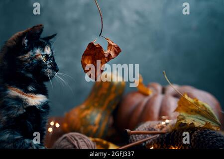 Little cat looks with interest at an autumn leaf on a twig. A cat, yarn and knitting and two large ripe pumpkins of different shapes and colors on a blue background. Stock Photo