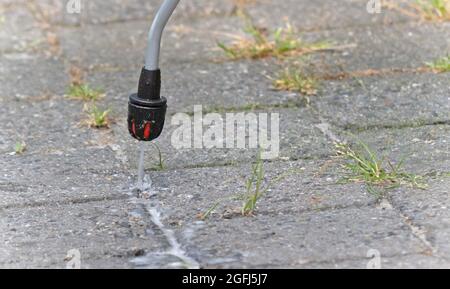 Spraying pesticide with portable sprayer to eradicate garden weeds - Weed control concept Stock Photo