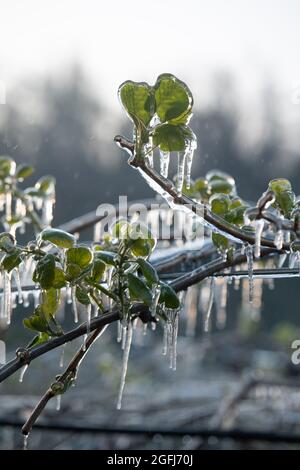 Chateauneuf sur Isere (south eastern France): fight against spring frost damages to fruit crops in the Drome department. Protection of Kiwi crops with Stock Photo