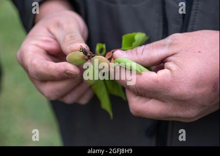 Larnage (south eastern France), 2021/04/10: farmers have been hit hard by the recent cold wave and the last frost episode. Arborist holding apricots d Stock Photo