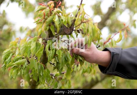Larnage (south eastern France), 2021/04/10: farmers have been hit hard by the recent cold wave and the last frost episode. Arborist showing apricots d Stock Photo