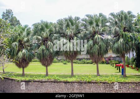 A row of Washington Palm Trees(Washingtonia filifera) Stock Photo