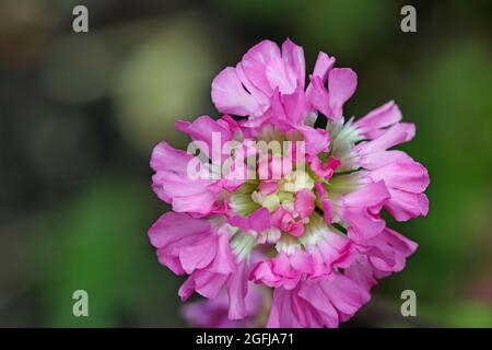 Pink sticky or german catchfly, Lychnis viscaria variety Splendens Plena, flowers with a blurred background of leaves. Stock Photo