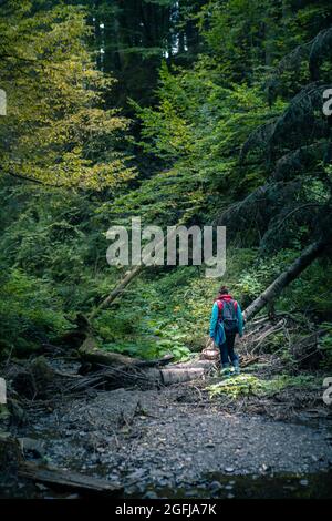 woman with basket walking by forest looking for mushrooms Stock Photo