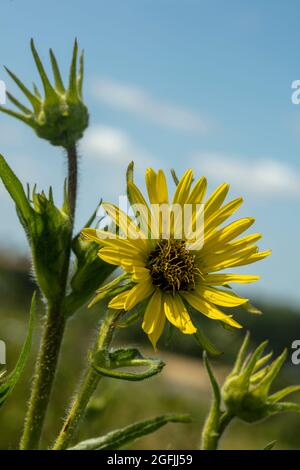 Stately Rudbeckia Maxima's yellow flowers against a sunny blue sky Stock Photo