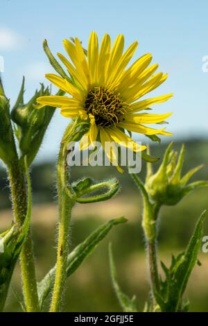 Stately Rudbeckia Maxima's yellow flowers against a sunny blue sky Stock Photo