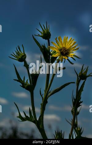 Stately Rudbeckia Maxima's yellow flowers against a sunny blue sky Stock Photo