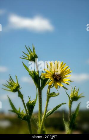 Stately Rudbeckia Maxima's yellow flowers against a sunny blue sky Stock Photo