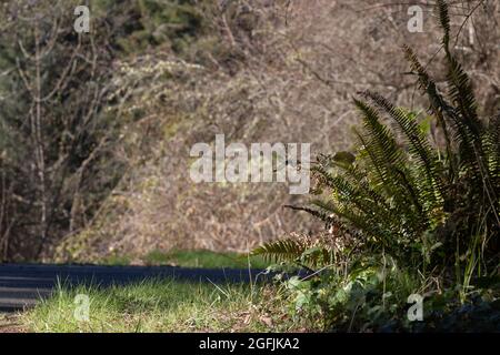 dry green and brown fern on the side of the road Stock Photo