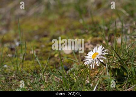 wild daisy growing out of the grass in spring Stock Photo
