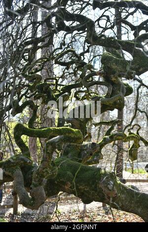 Dwarf beech (Fagus sylvatica, Tortuosa Group) in the Forest of Verzy (north eastern France) Stock Photo