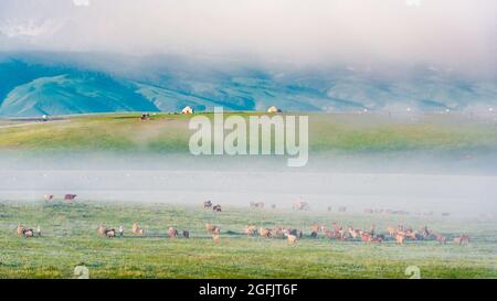 Yili, Yili, China. 26th Aug, 2021. Zhaosu Grassland in Zhaosu County, Ili Kazakh Autonomous Prefecture, Xinjiang in the morning mist. (Credit Image: © SIPA Asia via ZUMA Press Wire) Credit: ZUMA Press, Inc./Alamy Live News Credit: ZUMA Press, Inc./Alamy Live News Stock Photo