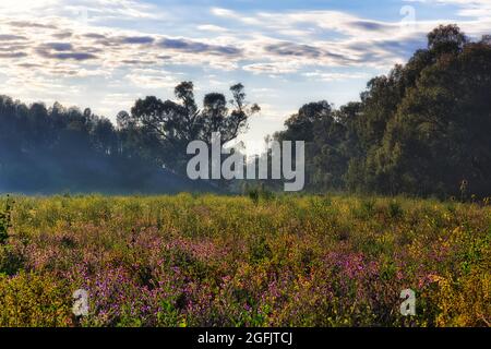 Lush meadow with wildflowers in spring blossom on banks of Macquarie river in Dubbo town of Australian Great Western plains at sunrise.