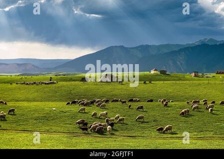 Yili, Yili, China. 26th Aug, 2021. Qiongkushitai Grassland, Tekes County, Ili Kazakh Autonomous Prefecture, Xinjiang. (Credit Image: © SIPA Asia via ZUMA Press Wire) Credit: ZUMA Press, Inc./Alamy Live News Stock Photo