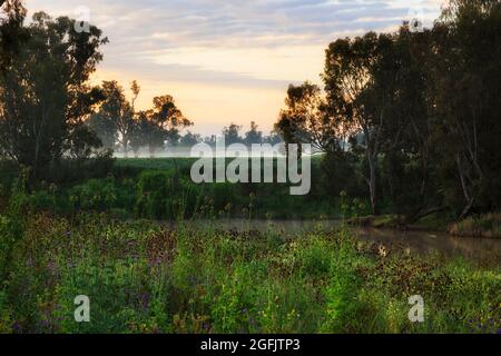 Lush evergreen meadows on banks of Macquarie river in Dubbo town - scenic sunrise landscape with morning mist.