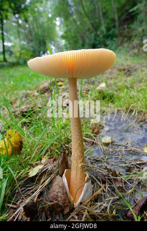 Orange Grisette - Amanita crocea, large fungus cap in Exmoor woodland environment Stock Photo