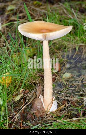Orange Grisette - Amanita crocea, large fungus cap in Exmoor woodland Stock Photo