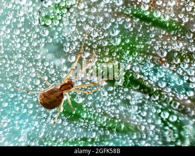 Close-up view of a spider on a web in the forest after the rain. Water drops on the web. Macro photo. Stock Photo