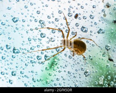 Close-up view of a spider on a web in the forest. Water drops on the web after the rain. Macro photo. Stock Photo