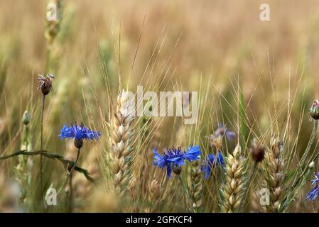 Close-up view of ears of corn and blue cornflower flowers before harvest, on a clear summer day Stock Photo