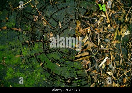 Old tree stump in the forest. Selective focus. Stock Photo