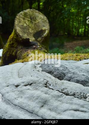 Extreme close-up of a colossal fungus, the size of dinner plants, on a fallen, moss covered tree trunk in a woodland clearing. Stock Photo