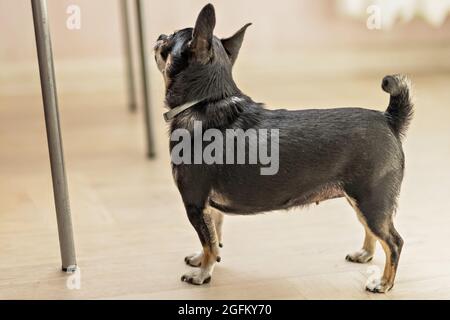 Chihuahua dog asks for food in the kitchen. Stock Photo