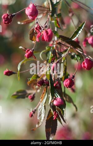 Malus halliana beautiful blossoming fruit tree an apple-tree in the spring Stock Photo
