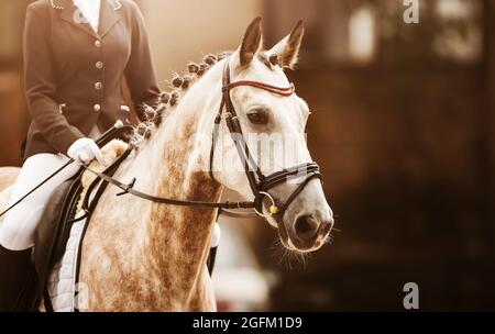 Portrait of a beautiful dappled gray horse with a braided mane and a rider in the saddle, which is walking on a sunny day. Equestrian sports. Horse ri Stock Photo