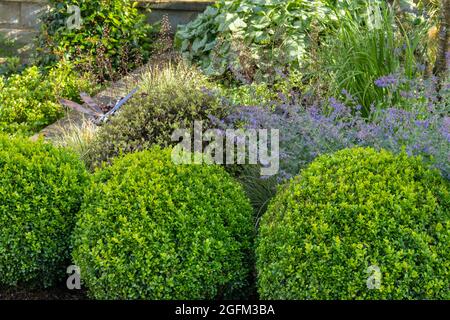 Landscaped sunny private garden close-up (summer border flowers, contrasting foliage, clipped buxus balls, ornamental stake) - Yorkshire, England, UK. Stock Photo
