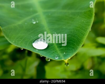 Water Drops On Green Leaves Stock Photo