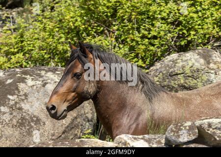 Wild and endangered Garrano horses, Faia Brava, Greater Coa Valley, Portugal, Europe Stock Photo