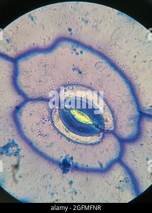 microscopic photo of stomata on the leaf of Portulaca oleracea plant Stock Photo