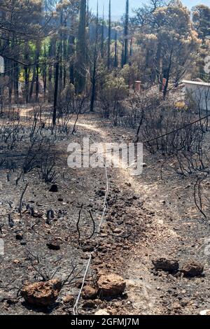 Burned forest in Attica, Greece, after the bushfires at Parnitha Mount ...
