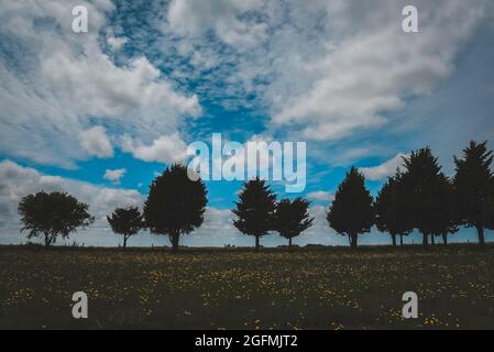 Calden, Prosopis Caldenia in Pampas landscape, typical tree of the Pampas plain, La Pampa Province, Patagonia, Argentina. Stock Photo