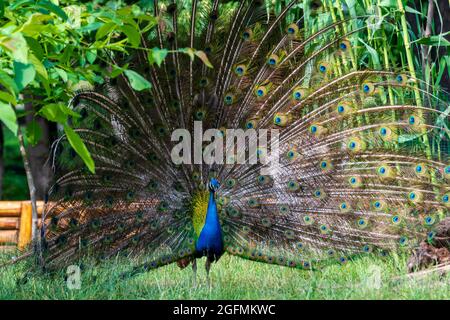 Beautiful Peacock with feathers out Stock Photo