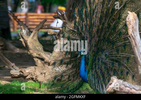 Beautiful Peacock with feathers out Stock Photo