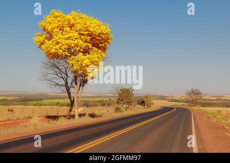 A yellow flowering ipe on the side of a road in the state of Goiás.Yellow ipê, a typical Brazilian cerrado tree. Handroanthus albus. Stock Photo