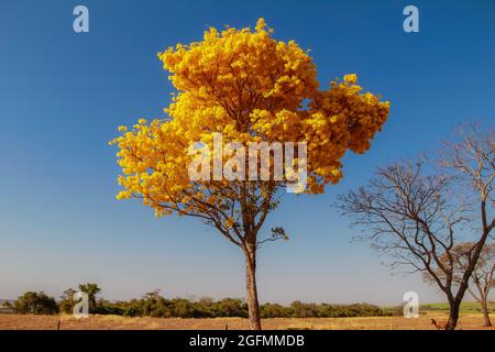 A yellow flowering ipe on the side of a road in the state of Goiás.Yellow ipê, a typical Brazilian cerrado tree. Handroanthus albus. Stock Photo