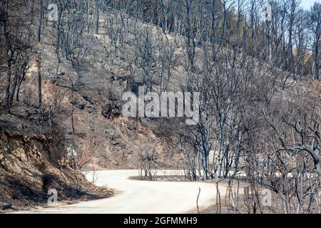 Burned forest in Attica, Greece, after the bushfires at Parnitha Mount ...